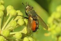 Peleteria rubescens