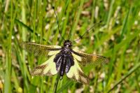 Libelloides coccajus