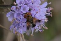 Ectophasia crassipennis