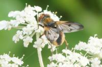 Ectophasia crassipennis