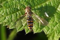 Episyrphus balteatus