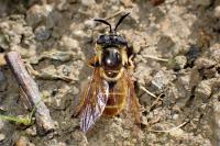 Callicera macquarti