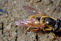 Callicera macquarti