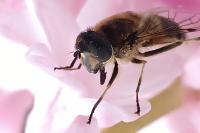 Eristalis similis
