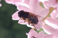 Eristalis similis