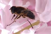 Eristalis similis