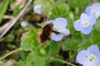 Bombylius major