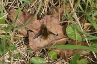 Bombylius major