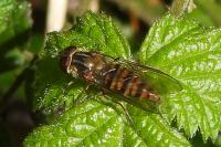 Episyrphus balteatus
