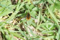 Bombylius major