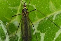 Nephrotoma appendiculata