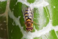 Syrphus