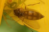 Melanostoma scalare
