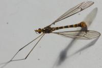 Nephrotoma flavipalpis