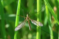 Tipula vernalis