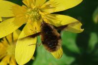 Bombylius major