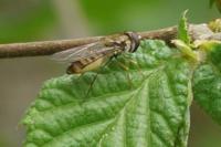 Episyrphus balteatus