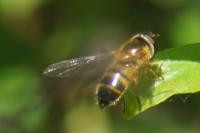 Epistrophe eligans