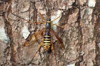 Ctenophora flaveolata