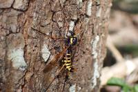 Ctenophora flaveolata