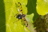 Otites porcus