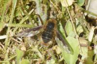 Bombylius major