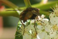 Tachina fera/magnicornis