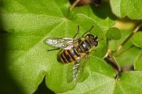 Myathropa florea