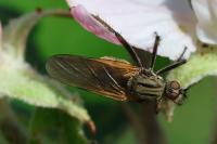 Empis tessellata