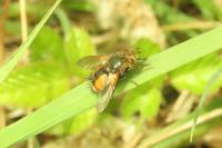 Tachina fera/magnicornis
