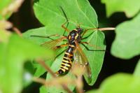 Ctenophora flaveolata