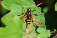 Ctenophora flaveolata
