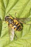 Myathropa florea