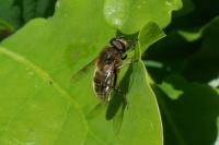 Eristalis tenax