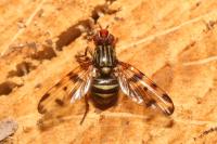 Otites porcus