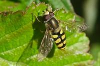 Eupeodes corollae