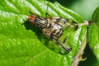 Otites porcus