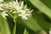 Rhingia campestris