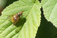 Ferdinandea cuprea