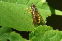 Ferdinandea cuprea