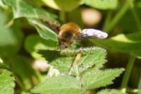 Bombylius major