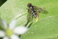 Portevinia maculata