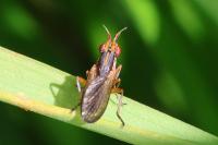 Limnia unguicornis
