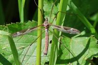Tipula maxima