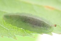 Epistrophe eligans