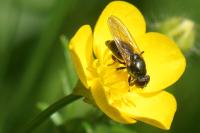 Cheilosia