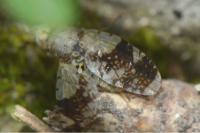 Tephritis formosa
