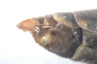 Tipula vernalis
