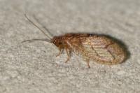 Micromus angulatus