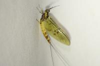 Ephemera danica